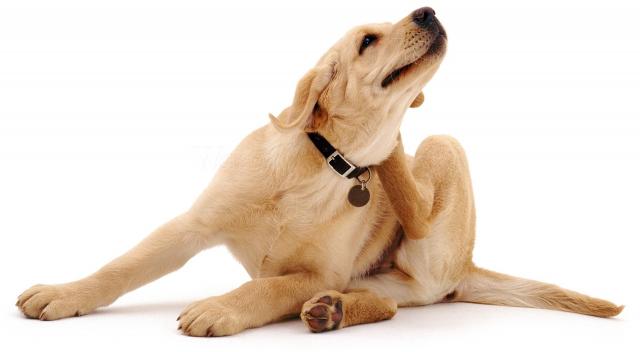 Labrador Allergico Cause E Trattamento Mondopets It