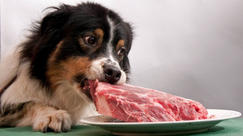 Se il cane mangia carne cruda diventerà aggressivo Mondopets it