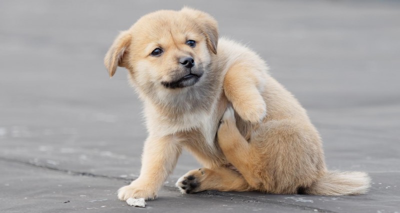 Principali Malattie Della Pelle Del Cane Cause Sintomi E Trattamenti Mondopets It