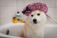 Foto Come scegliere lo shampoo per il Cane