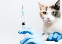 Foto Vaccinazioni per il Gatto
