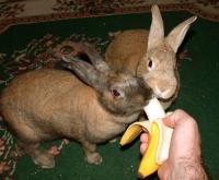Foto Il Coniglio può mangiare la banana?