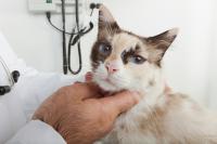 Foto Tumore al naso nel Gatto