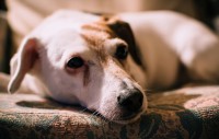 Foto Piodermite Cane: sintomi, cause e trattamento