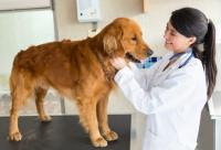 Foto Gastroenterite nel Cane: sintomi, cause e trattamento