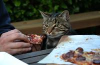 Foto Il Gatto può mangiare pizza?