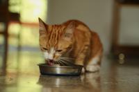 Foto Il Gatto può mangiare cereali?