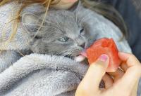 Foto Il Gatto può mangiare anguria?