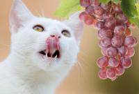 Foto Il Gatto può mangiare uva e uvetta?