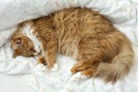 Foto Quanto dormono i Gatti?