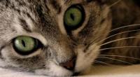 Foto Ansia e stress nei Gatti: cause e trattamento