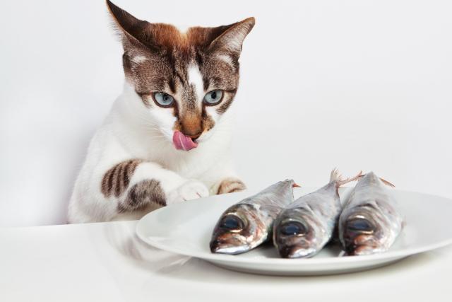 Il Gatto può mangiare pesce? | Mondopets.it