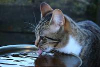 Foto Di quanta acqua ha bisogno il Gatto?