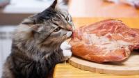 Foto Il Gatto può mangiare carne di maiale?
