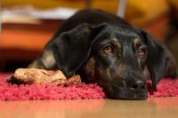 Foto Muco feci del Cane: cause e trattamento