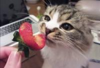 Foto Il Gatto può mangiare fragole?