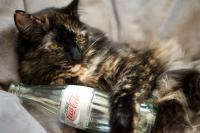 Foto Il Gatto può bere Coca Cola?