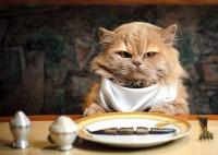 Foto Gatto può mangiare carne di pollo?