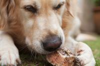 Foto Il Cane può mangiare ossa crude?