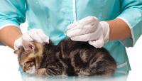 Foto Reazione allergica al vaccino nei Gatti