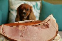 Foto Il Cane può mangiare prosciutto?