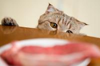 Foto Il Gatto può mangiare carne di tacchino?