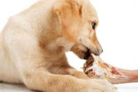 Foto Il cane può mangiare ossa?