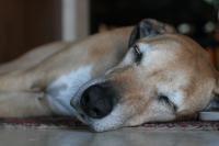 Foto Sintomi e trattamento del cancro nei Cani