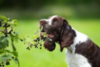 Foto Perchè i cani mangiano l'erba?