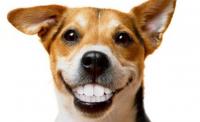 Foto Perchè il Cane mostra i denti?