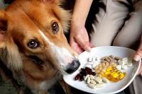 Foto Vitamine per cani: quali scegliere?
