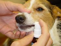 Foto Allergie nel Cane, sintomi e cure