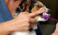 Foto Come pulire i denti al cane
