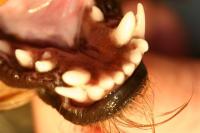 Foto Periodo di dentizione nei Cani
