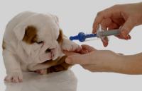 Foto I Vaccini per il Cane: le domande più frequenti