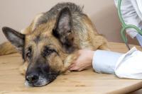 Foto Diagnosi di leishmaniosi canina
