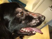Foto Tipi di leishmaniosi nei Cani: sintomi e trattamento