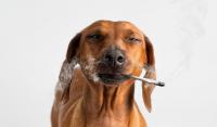 Foto Il fumo di sigaretta fa male al Cane?