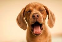 Foto Cane ha la tosse | Come si cura la tosse nei cani?