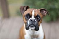 Foto Malattie del cane Boxer | Problemi di salute del Boxer