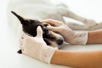 Foto Il cane ha l'influenza | Sintomi e trattamento dell'influenza nel cane