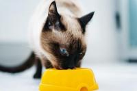 Foto Ricette per gatti | 3 piatti facili e gustosi per il Gatto