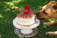 Foto Torte per Cani | Una torta per il compleanno del tuo cane