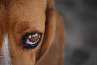 Foto 10 malattie comuni nei Cani