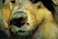 Foto Cimurro: grave malattia del Cane