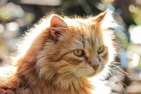 Foto Il Gatto ha l'occhio secco: sintomi e cure