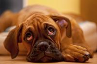 Foto Infezione agli occhi nel cane: cause e trattamento