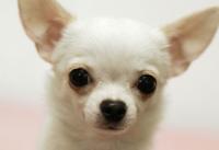Foto Chihuahua: carattere e personalità