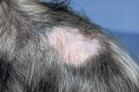 Foto Alopecia del Cane: cause, sintomi e cure