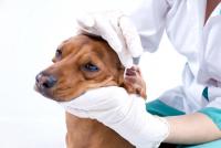 Foto Meningite nel cane: diagnosi, sintomi e cure